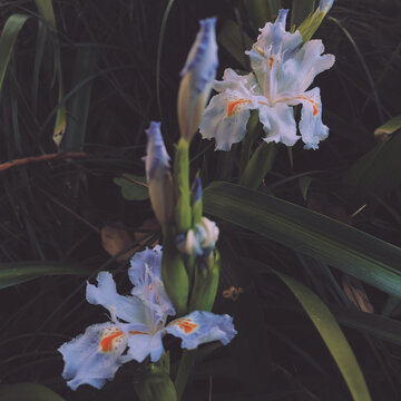 鸢尾花