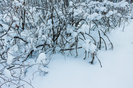 大雪树丛