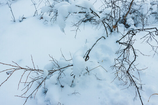 雪地积雪树枝