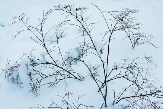 雪地树枝