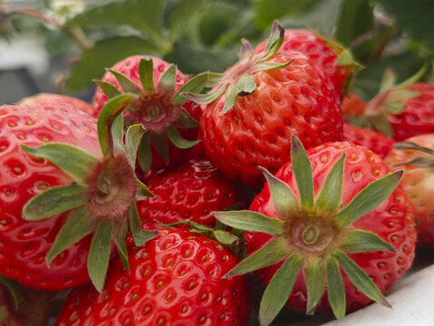 草莓鲜果静物