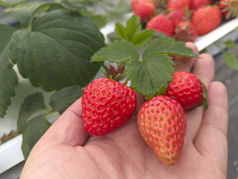 手心里的草莓