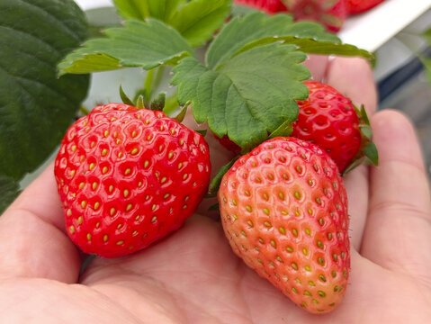手心里的鲜草莓