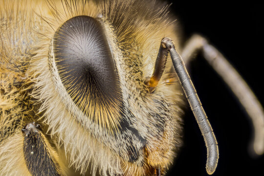 蜜蜂侧面复眼高清微距