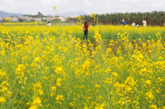 油菜花