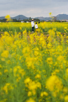 油菜花