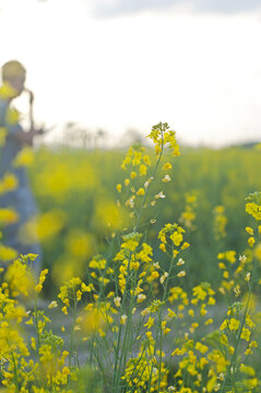 油菜花