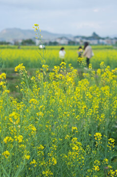 油菜花