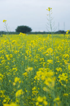 油菜花