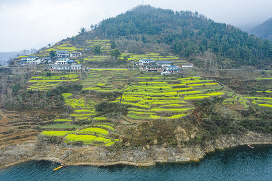 山区梯田油菜花山村