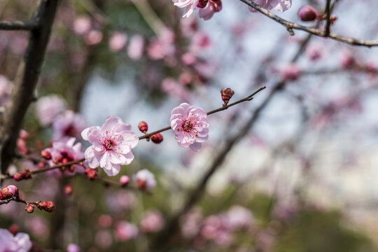 一片桃花林