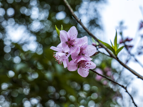 春天桃花朵朵开