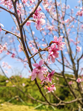 樱花