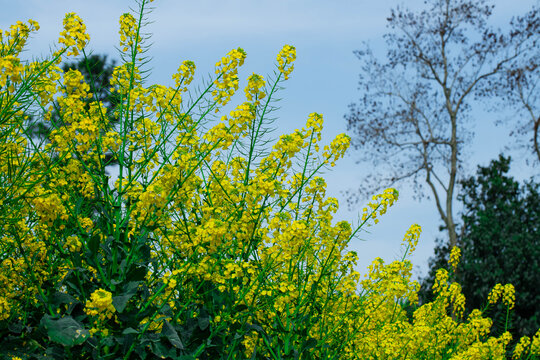 油菜花