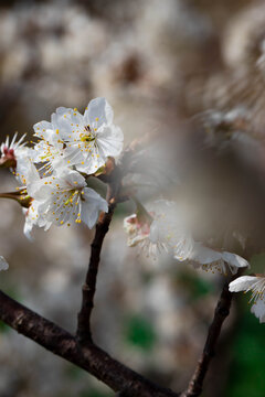 樱桃花