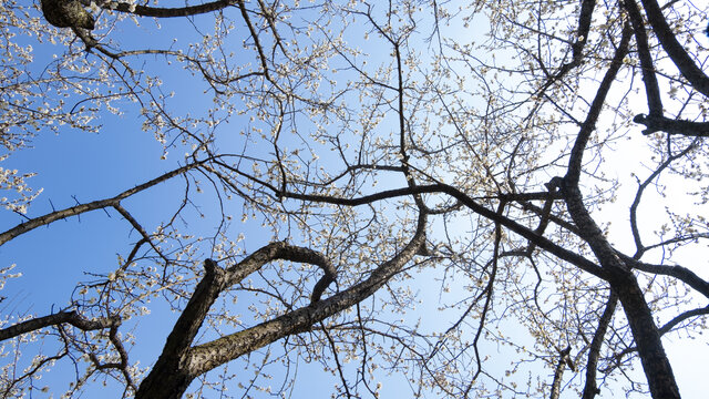 仰拍蓝天下的梅花梅树