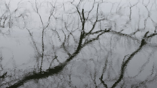 雨天湖面水面树枝倒影