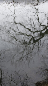 雨天湖面水面树枝倒影