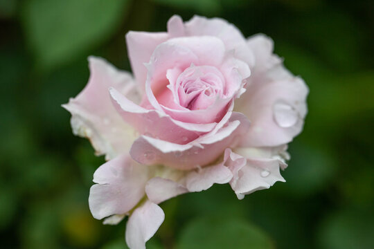 盛开的粉色玫瑰