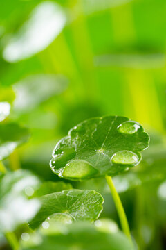 谷雨铜钱草雨滴