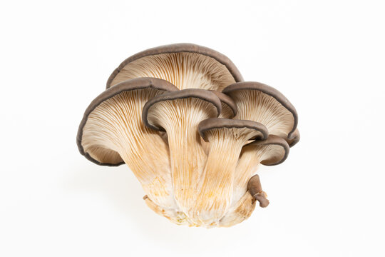 蘑菇平菇