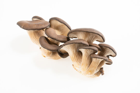 蘑菇平菇