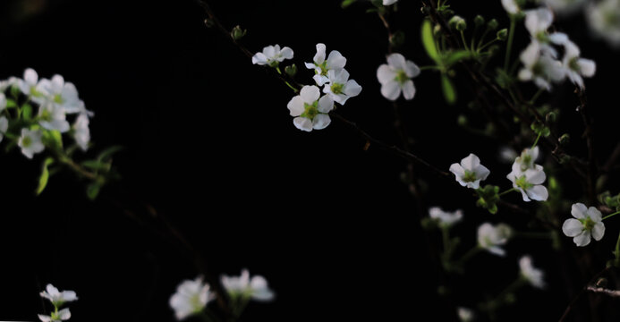 花背景