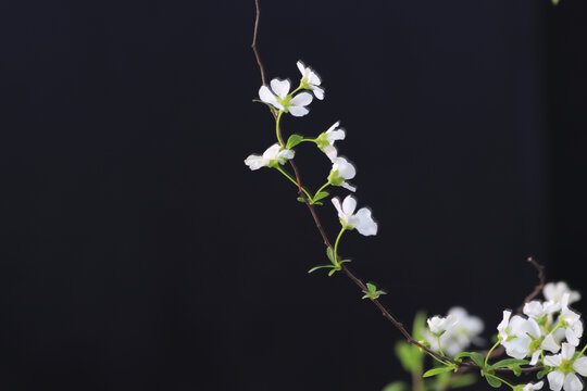 花背景