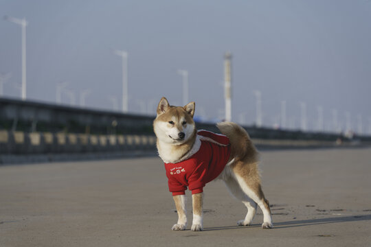 海边的柴犬