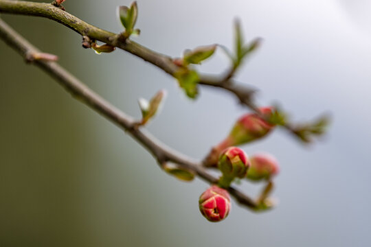 花苞