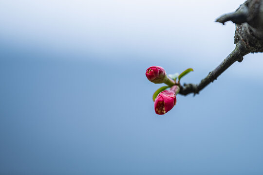 花苞