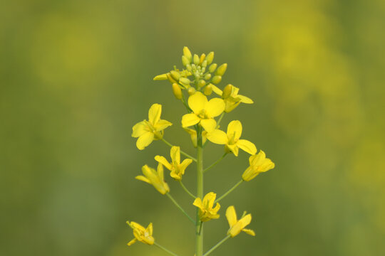 油菜花