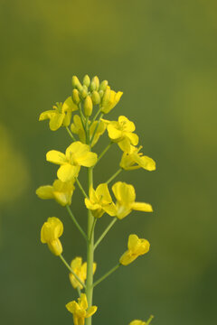 油菜花