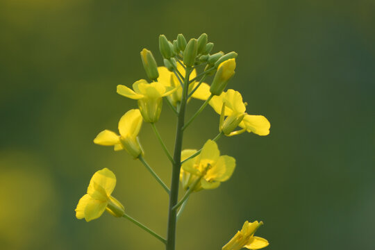 油菜花