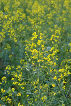 油菜花