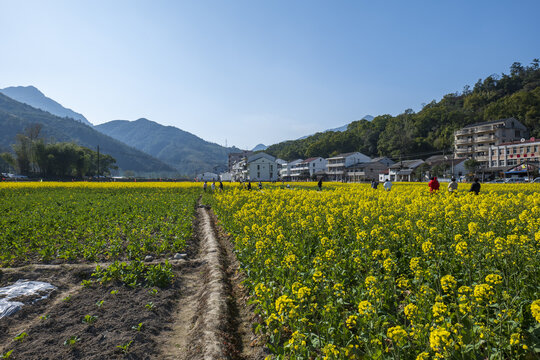 田园油菜花