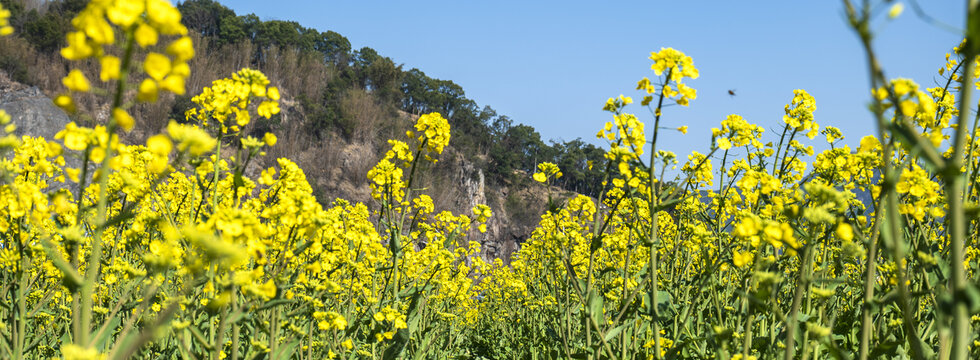 油菜花海