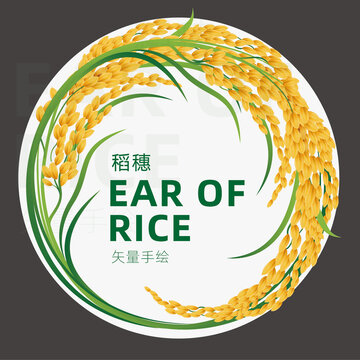 水稻插画
