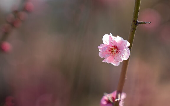 梅花