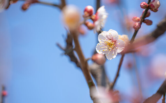 梅花