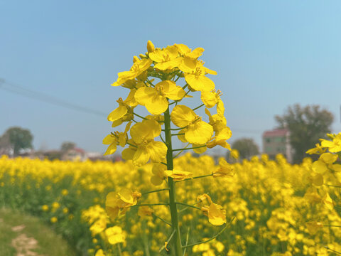 油菜花盛开