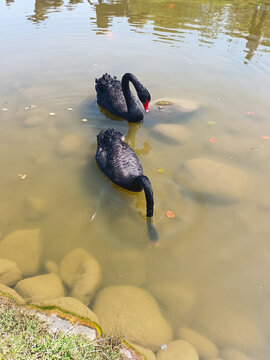 水中的黑天鹅