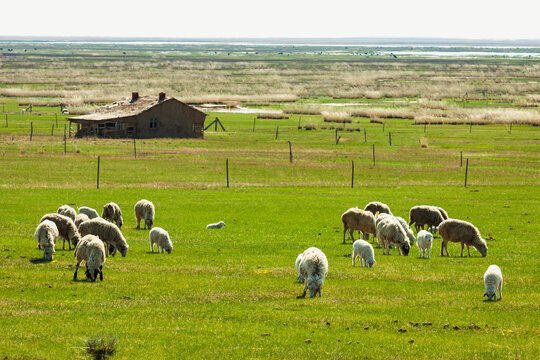 草原春天羊群