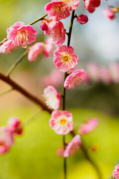 梅花盛开