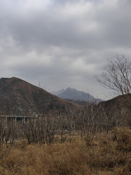 雪山近草