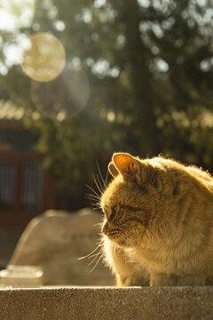 庙里晒太阳的黄猫