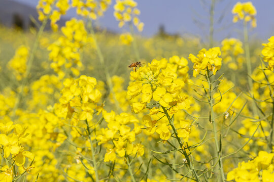 油菜花