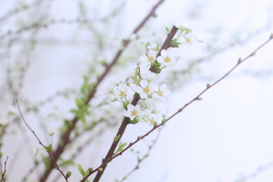 雪柳枯木逢春绿植白花