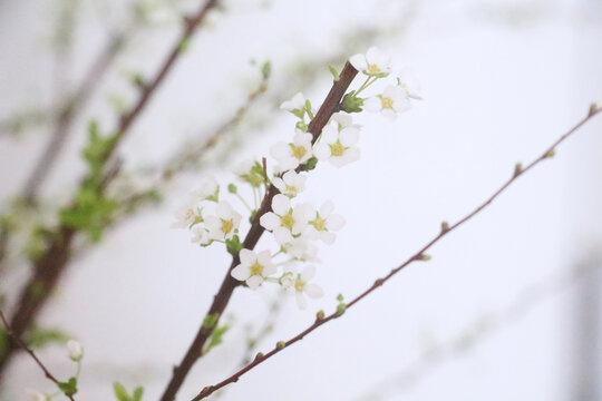 雪柳枯木逢春绿植白花