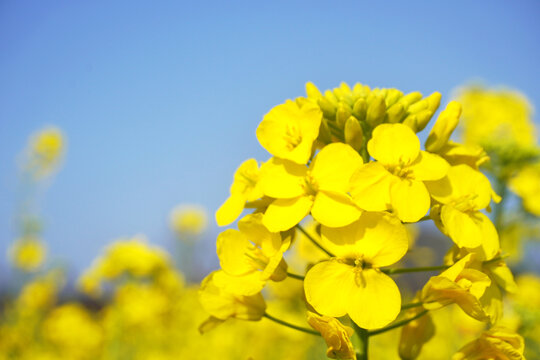 春天油菜花